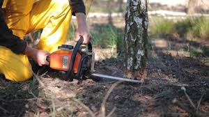 Trusted Telluride, CO Tree Services Experts