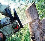 Trusted Telluride, CO Tree Services Experts
