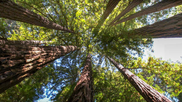 Best Arborist Consultation Services  in Telluride, CO