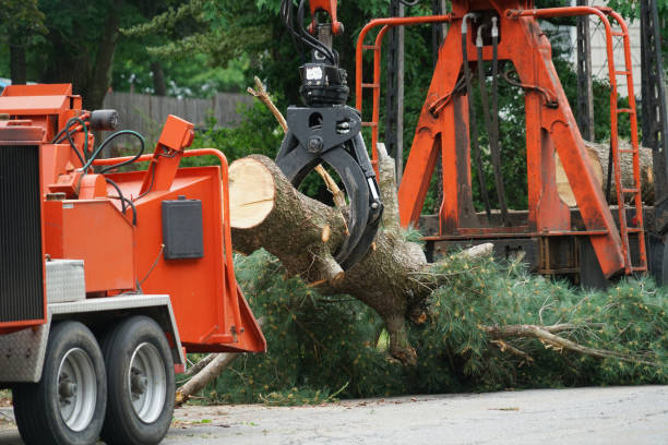 Best Palm Tree Trimming  in Telluride, CO